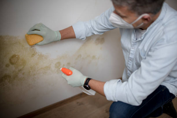 Best Crawl Space Mold Remediation in Connerton, FL