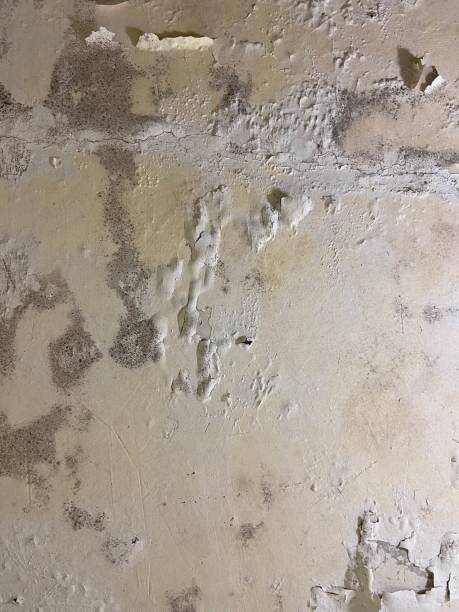 Best Mold Remediation for Schools in Connerton, FL